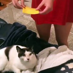 Ce chat éprouve une grande répulsion pour le fromage voyez le chien qui court à sa rescousse