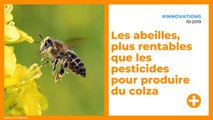 Les abeilles, plus rentables que les pesticides pour produire du colza