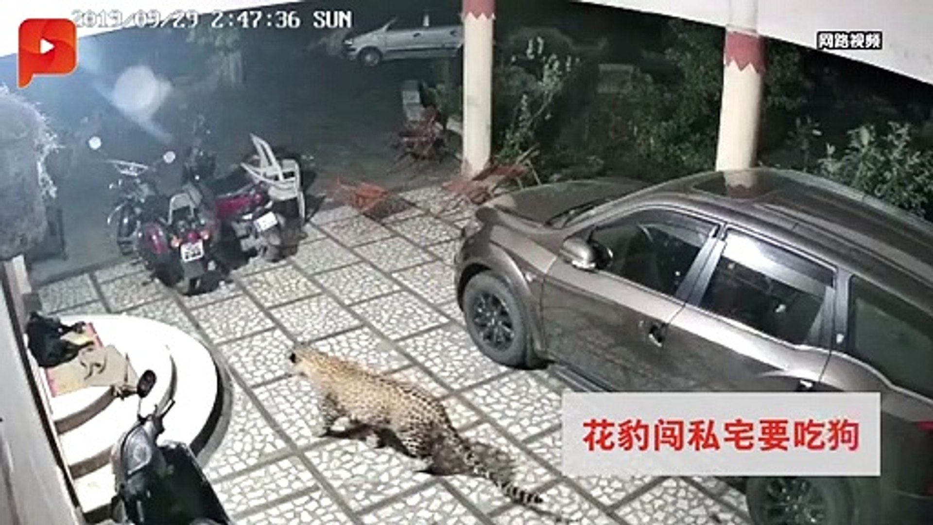 花豹闯私宅要吃狗网传槟岛发生 假的 Video Dailymotion
