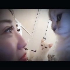 Prenez rendez-vous avec le chat ophtalmologue...