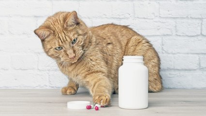 Tres trucos para darle una pastilla al gato