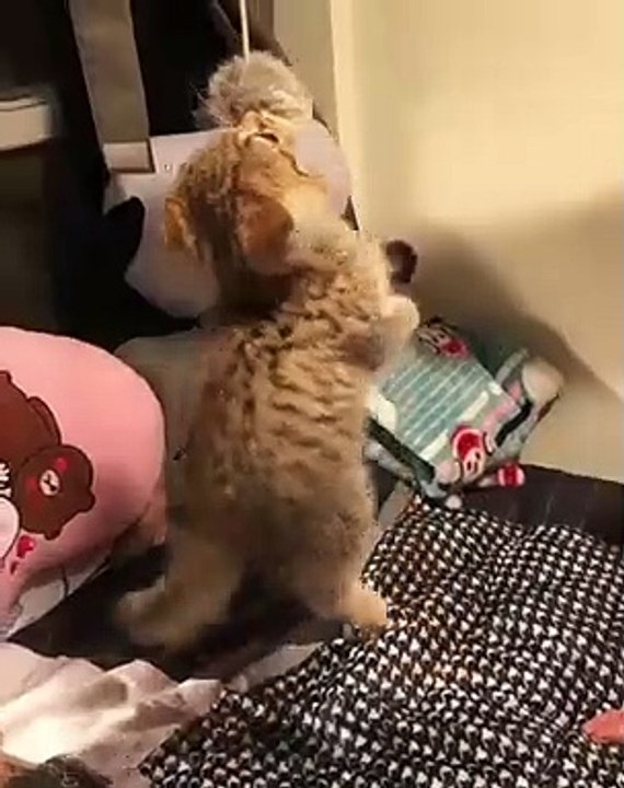 Ce chat s'amuse comme un petit fou. Trop chou !