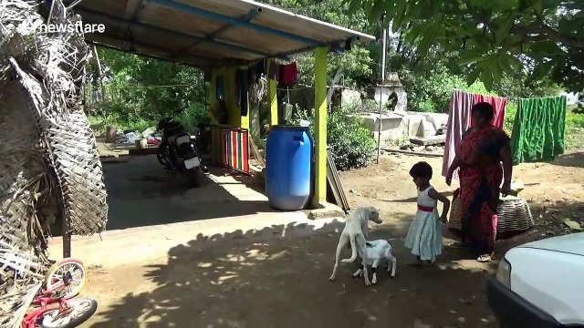 Mother dog with five puppies also adopts pair of orphan lambs in south India