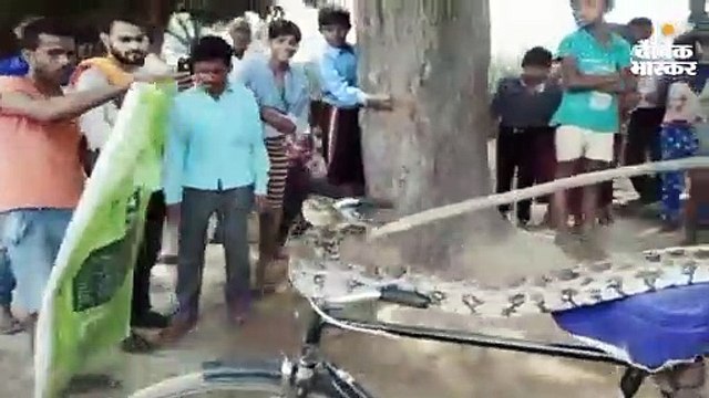 साइकिल में लिपट गया 10 फीट लंबा अजगर