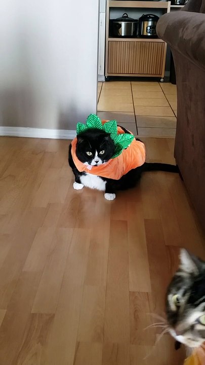 Kitty Doesn't like Halloween Costume