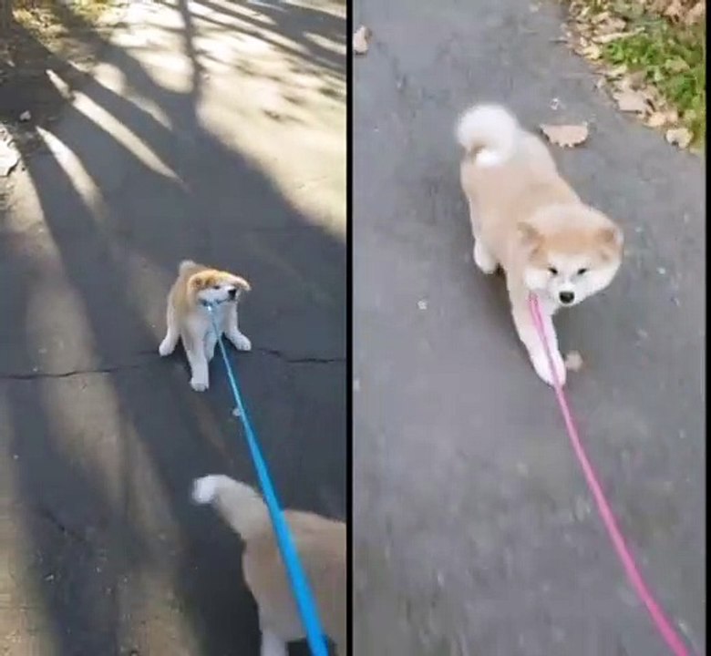 Ce duo de chiens en ballade va transformer votre journée !