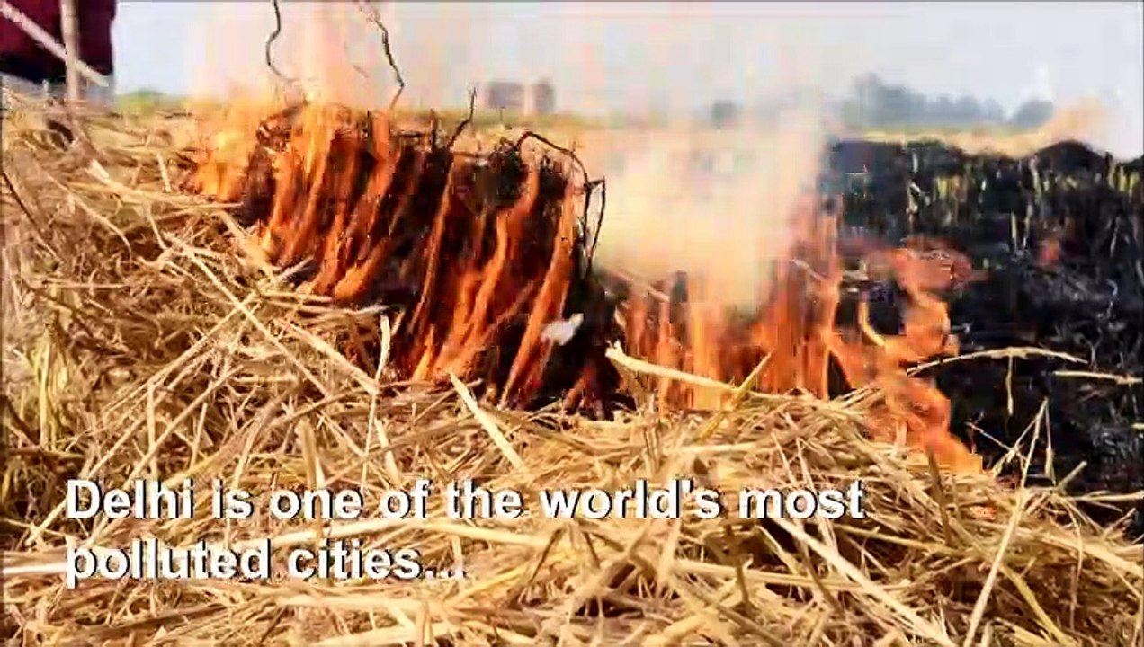Indian farmers burn crop stubble despite Delhi ban Vidéo Dailymotion