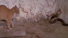 REAL#Cat and Snake fight attack