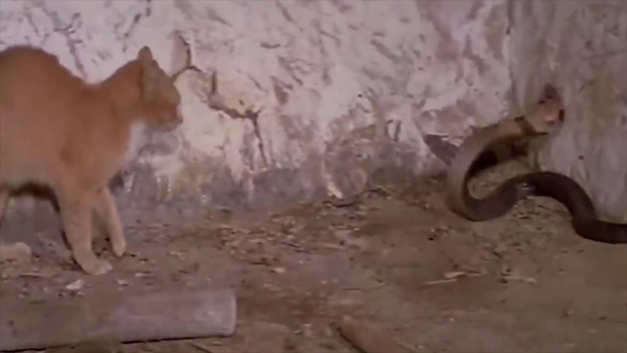 REAL#Cat and Snake fight attack