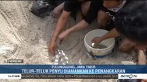 Warga Tulungagung Bantu Upaya Pelestarian Penyu
