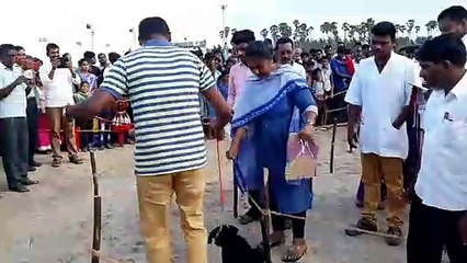 'Dangerous' Rottweiler puppy trains to be guard dog but just wants to play