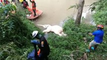 Recuperan a tres de los once elefantes muertos en una cascada de Tailandia