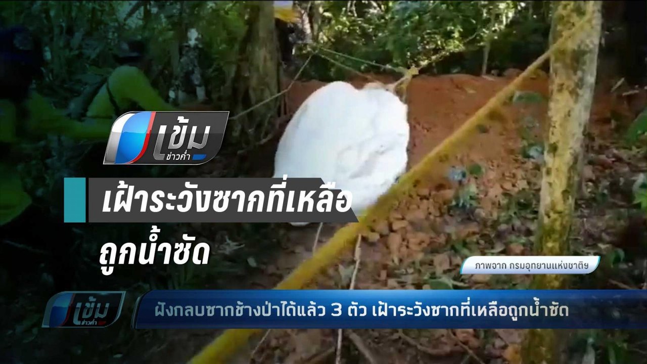 ฝังกลบซากช้างป่าได้แล้ว 3 ตัว เฝ้าระวังซากที่เห...