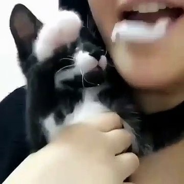 Ce chaton adore exploser les bulles de chewing-gum que fait sa maitresse