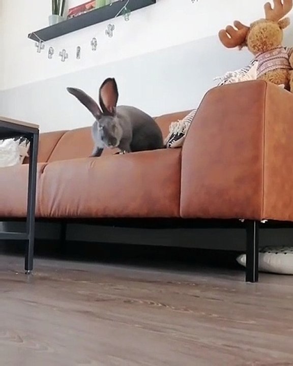 Un petit lapin tout doux et trop mignon !