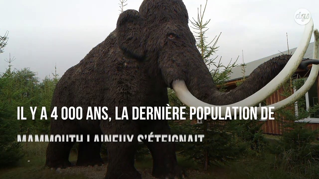 De nouvelles hypothèses sur l'extinction des derniers mammouths laineux