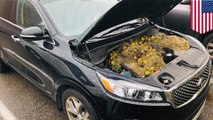 Squirrels stash hundreds of walnuts under hood of car