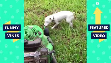 TRY NOT TO LAUGH - Funny PETS & ANIMALS | Funny Videos October 2018