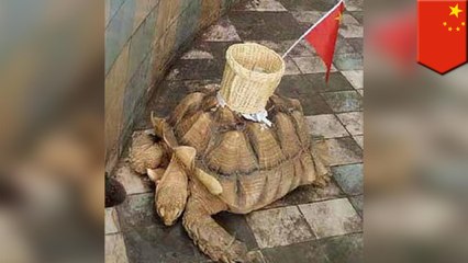 Chinese zoo glues basket to tortoise shell for kicks