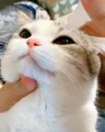 Quand un chat se laisse nettoyer les yeux sans aucune forme de résistance !