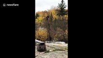 'Mama bear to the rescue!' Heavy rain forces cubs to climb tree in Canadian creek