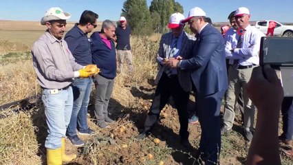 - Yozgat’ta  yerli patates hasadı yapıldı