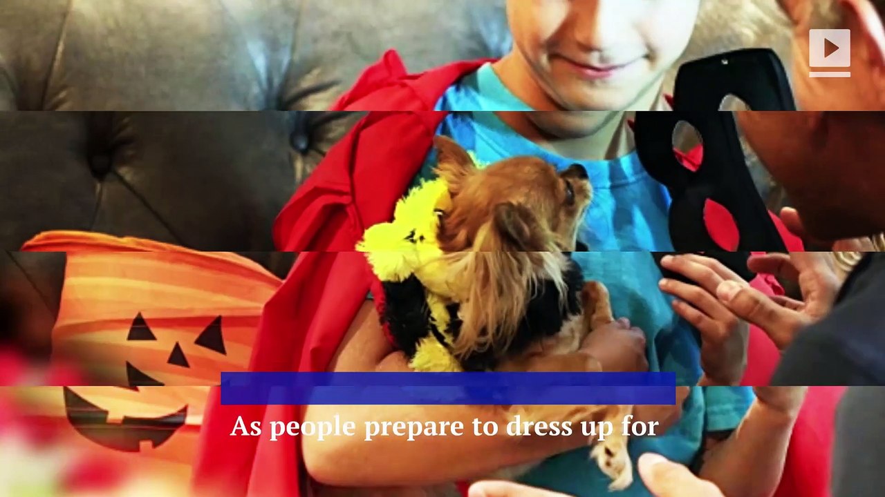 Does Your Dog Hate Wearing a Halloween Costume? video Dailymotion