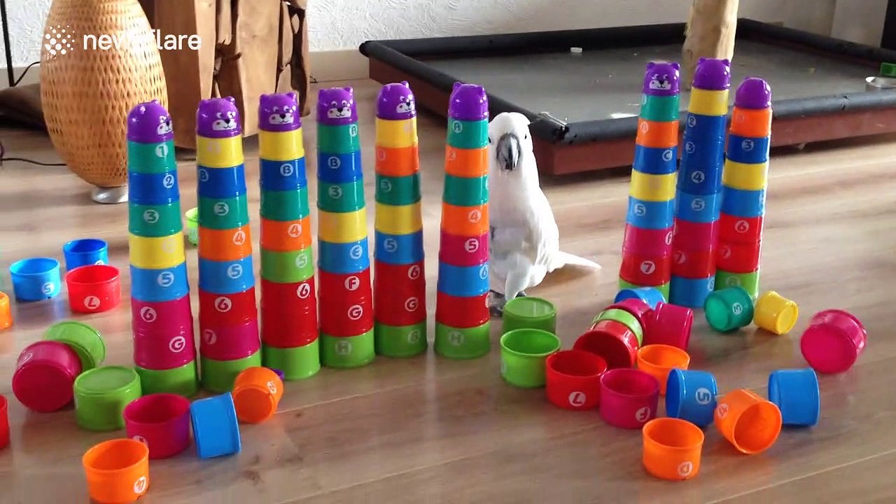 Careless cockatoo knocks over row of cups in its Netherlands home