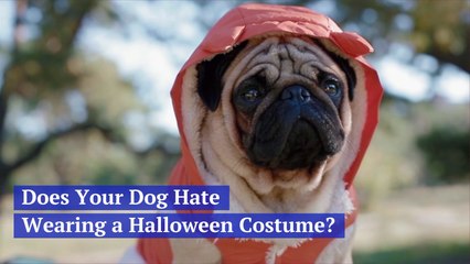 Thoughts On Dressing Your Dog For Halloween