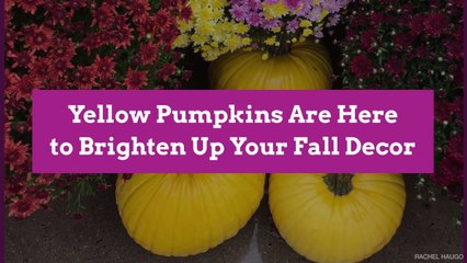 Yellow Pumpkins Are Here to Brighten Up Your Fall Decor