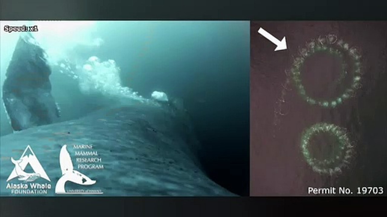 Groundbreaking Drone Footage Reveals Humpback Whales Hunting By Creating 'Bubble Nets'