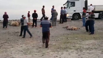 Tır sürünün arasına daldı: 18 hayvan telef oldu