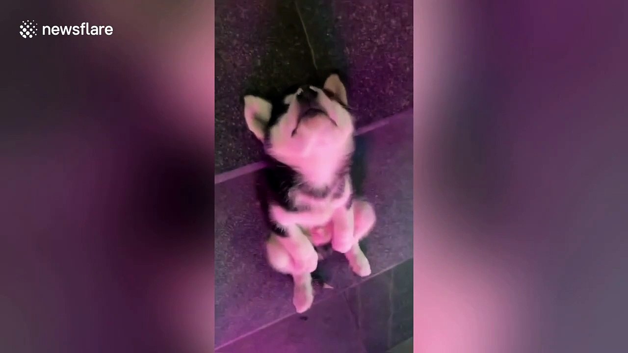 Husky puppy falls asleep sitting on steps while waiting for its owner