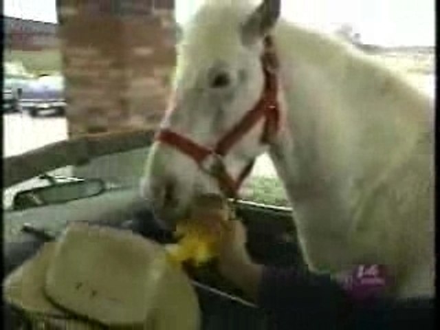 Patches The Pony