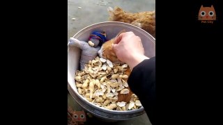 Trate de no reírse - Videos divertidos de animales