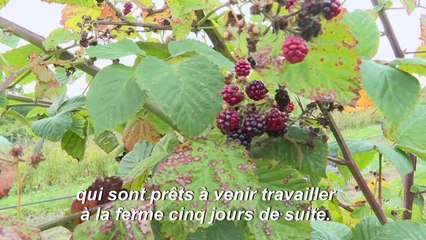 Dans une ferme bio du Sussex, l'ombre menaçante du Brexit