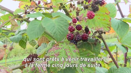 Dans une ferme bio du Sussex, l'ombre menaçante du Brexit