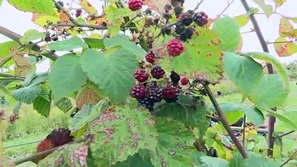 شبح البريكست يسيطر أيضا على مزرعة عضوية في إنكلترا