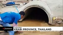 شاهد: الإمساك بكوبرا طولها 4 أمتار ووزنها 15 كيلوغراماً في تايلاند