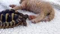 Une tortue se régale avec la patte du chaton... Trop drôle