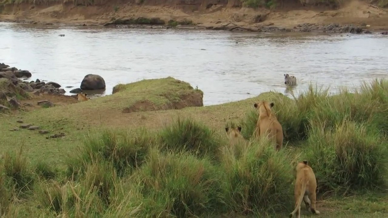 Un zèbre traverse la rivière mais n'a pas vu ce...