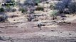 Rhinos muscle out lions at South African watering hole