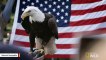 Scientists Find New Virus That's Infected Bald Eagles Across America