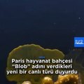 Adı Blob, beyni yok ama çözüm üretebiliyor