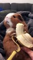 Guinea Pig Bites down on Banana