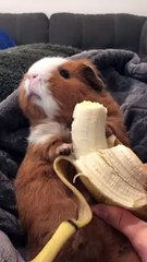 Guinea Pig Bites down on Banana