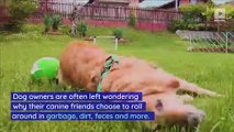 This Is Why Dogs Like to Roll Around in Dirty Things