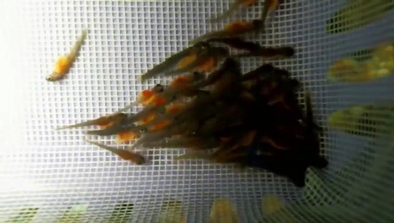 EPCAMR's Trout Tank Fry Huddling in Redd 10/18/19