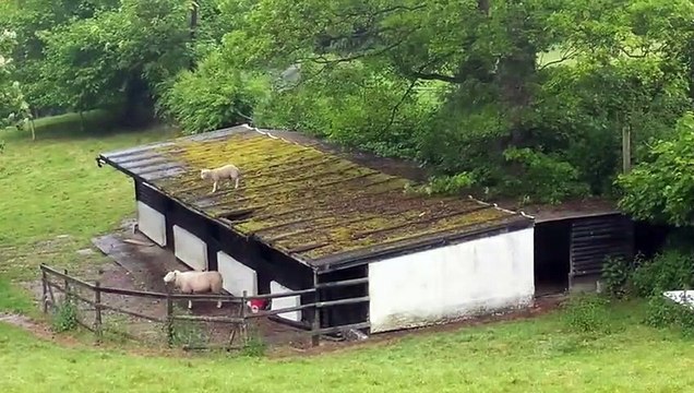 Ce Mouton saute du toît quand le berger va pour le sauver !