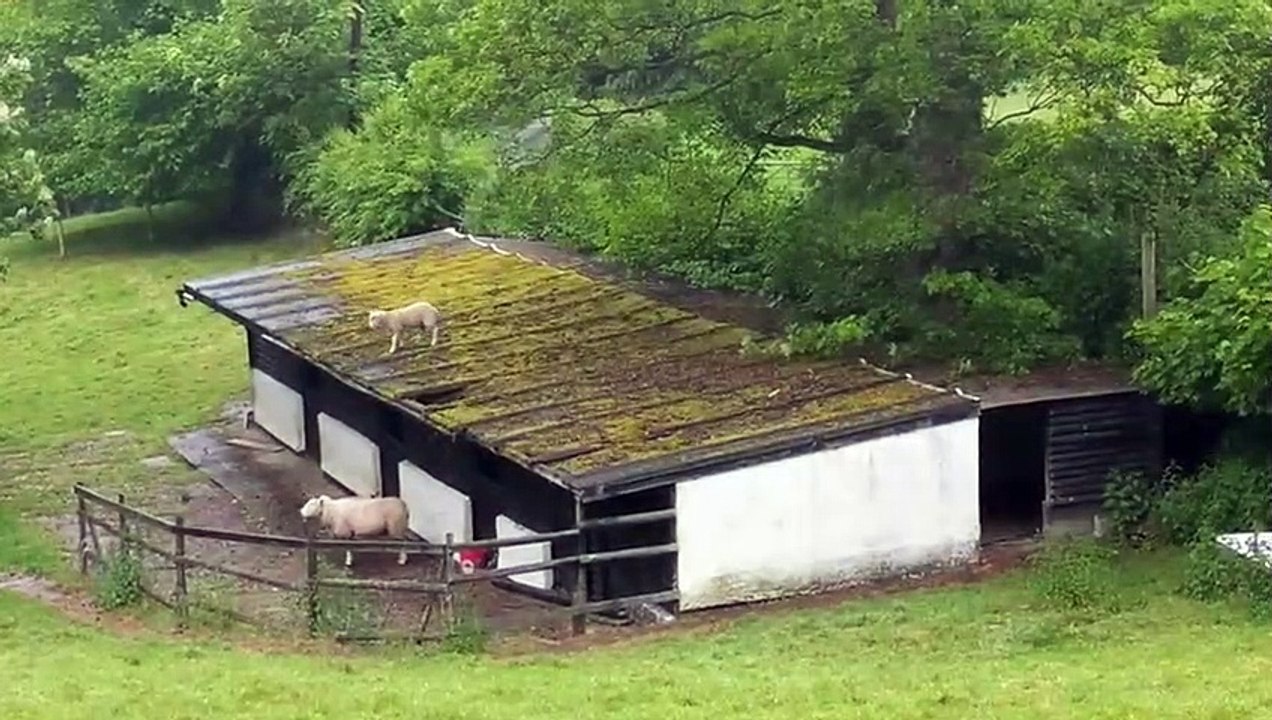 Ce Mouton saute du toît quand le berger va pour le sauver !